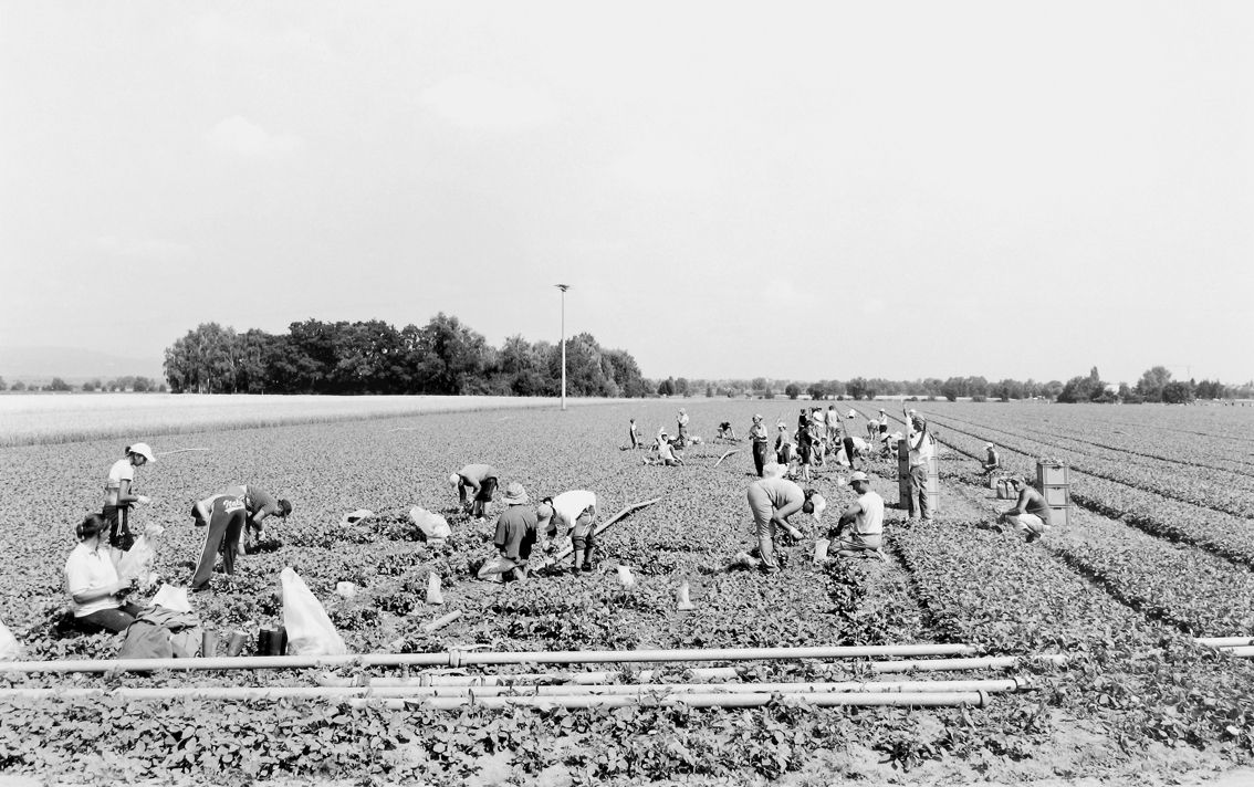 Agrarland Vorderpfalz 70